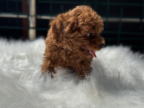 Ankaranın en seçkin redbrown toy poodle yavruları