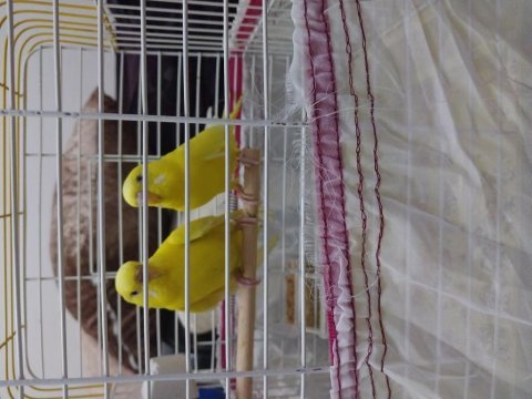Takım albino kırmızı göz muhabbet kuşu