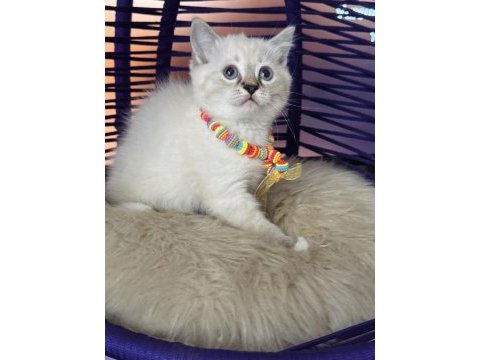 British shorthair silver point yavrular