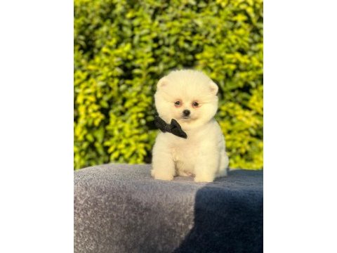 Sevimli pomeranian boo bebekler