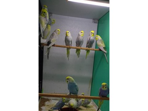 Rainbow muhabbet kuşları