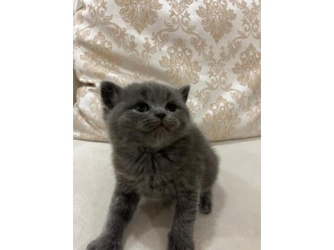Yavru british shorthair kedimizi sahiplendirme