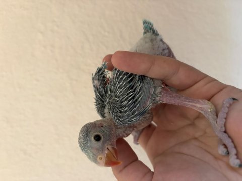 Bebek pakistan papağanım
