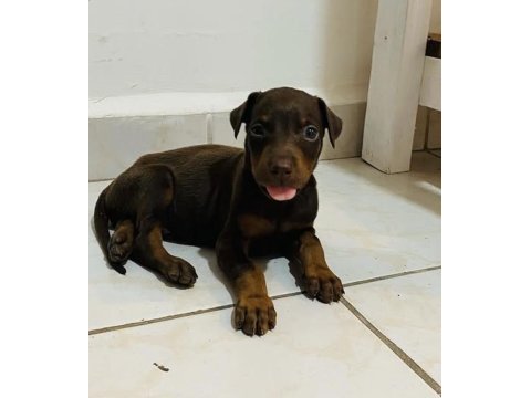 Doberman yavruları