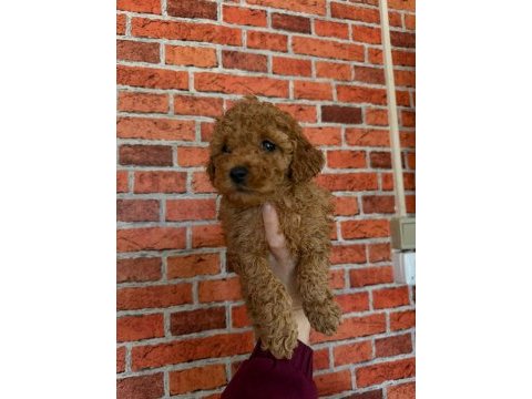 Sevimli bebek köpekler yeni sahiplerini bekliyor