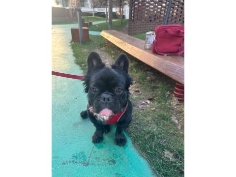 Fluffy french bulldog