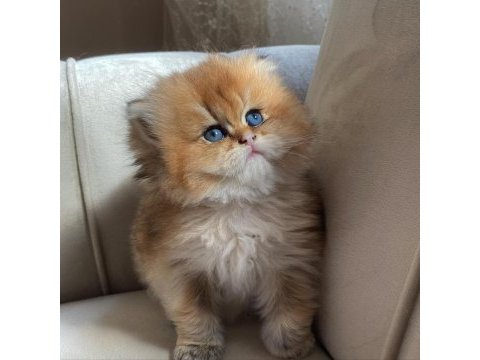 Longhair golden yavrularımız yeni ailelerini bekliyor