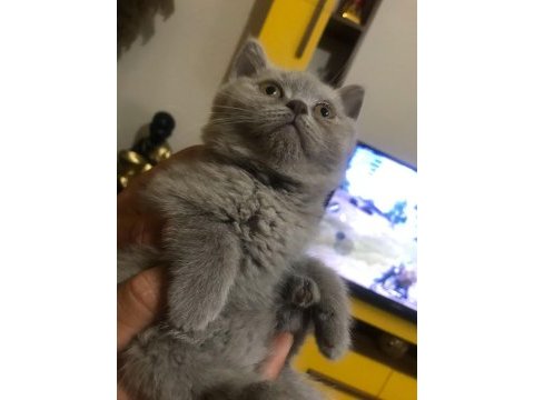 18 nisan doğumlu british shorthair