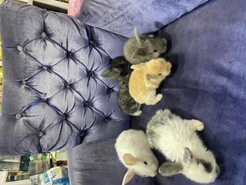 Cüce kırması rengarenk tavşan yavruları