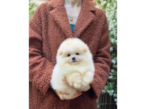 Orjinal pomeranian