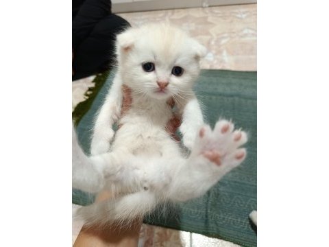 Scottish fold ve scottish straigt yavrularım