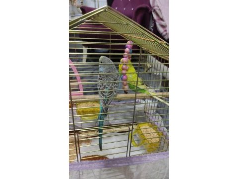 2 dişi bir erkek muhabbet kuşu