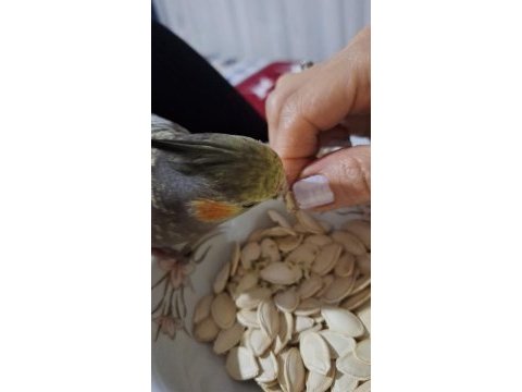 Kayıp sultan papağanı