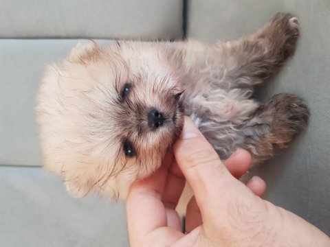 Pomeranian dişi erkek