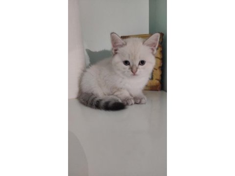 British shorthair erkek hemen teslim