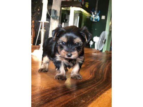 Ankaranın en güzel tea cup yorkshire terrier leri