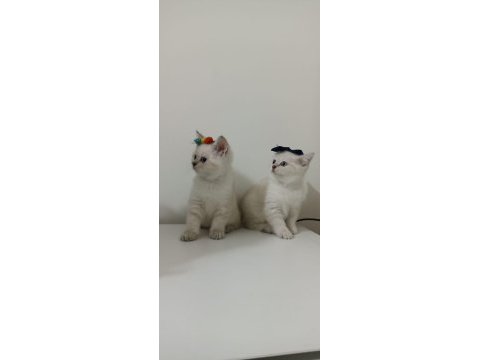 Ücretsiz british shorthair sahiplendirme