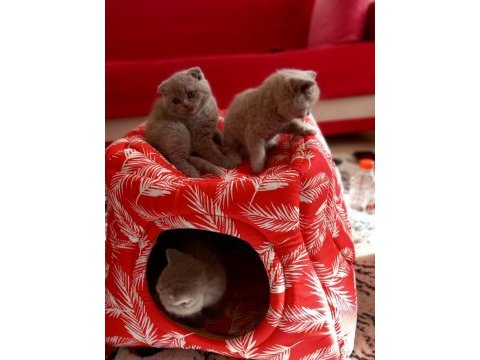 Erkek british shorthair kedilerimiz sağlıklı kaliteli