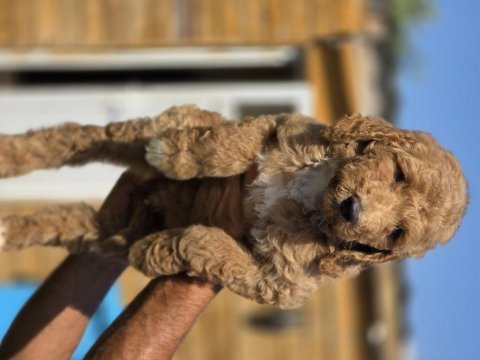 Labradoodle yavrularımız