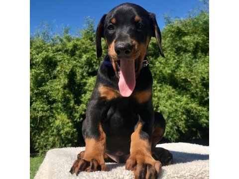 Ev ortamında doğan bebek dobermanlar yeni evini arıyor