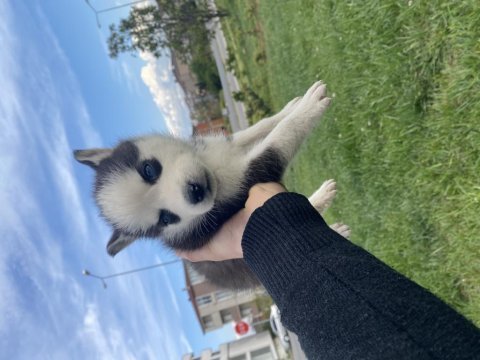 A kalite husky