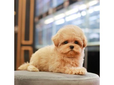 Antialerjik teacup maltıpoo bebeklerimiz