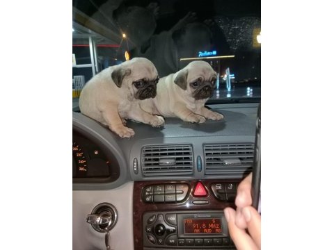 Muhteşem pug mops bebekler