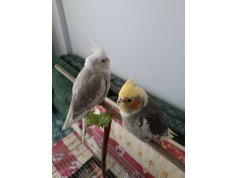 2023 yeme düşmüş sultan papağanı yavrular