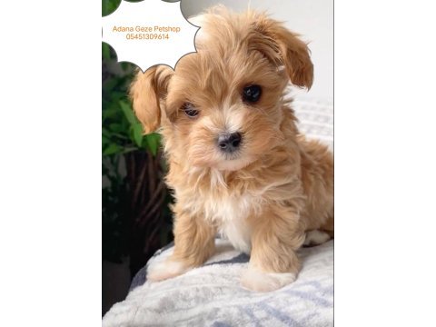 Kore maltipoo