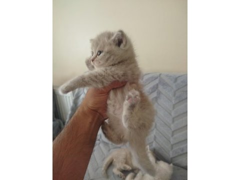 British longhair dişi yavru