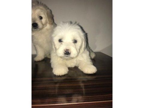 Maltese terrier 45 günlük köpekler