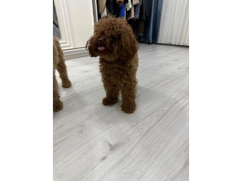 Kore teacup erkek poodle