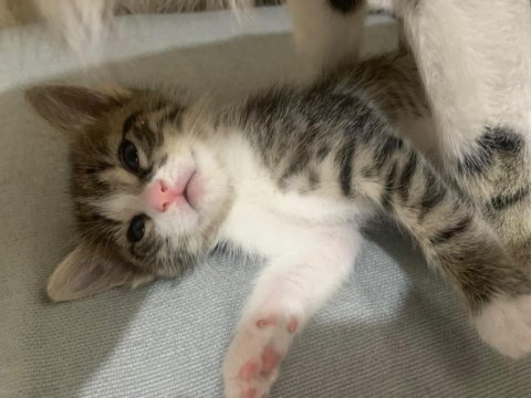 2 aylık sevimli yavru kedilere acil yuva aranıyor