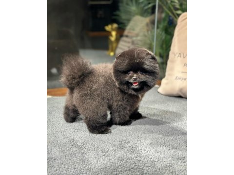 Nadir renk, oyuncu yavru pomeranian