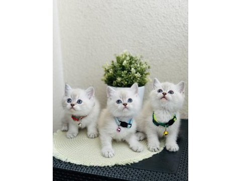 British shorthair lynx point yavrular