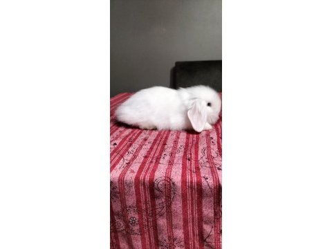 Küçük yakışıklı tavşanlar