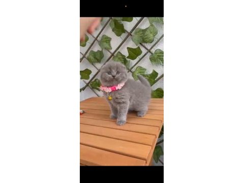 Scottish fold 2 aylık dişi