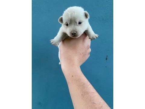 Dişi erkek chihuahua