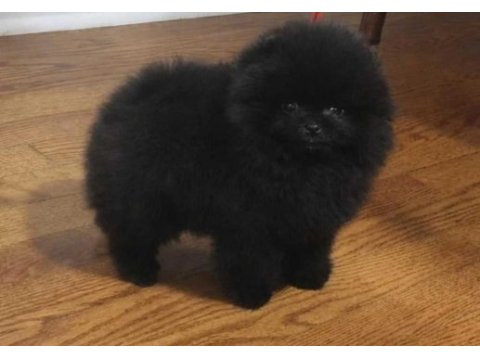 Gerçek show kalite pomeranian boo