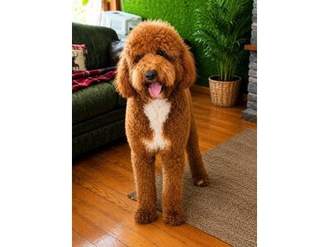 Dev poodle yavruları