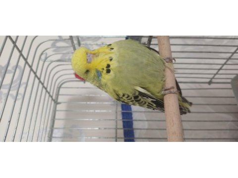 Show jumbo muhabbet kuşu yavrular