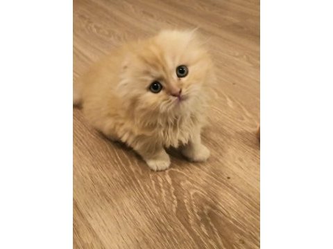 Son iki adet yavrum scottish fold