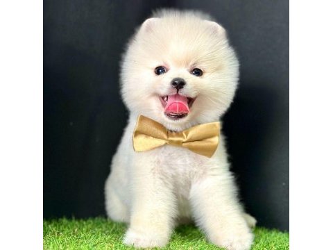 Safkan pomeranian boo bebekler