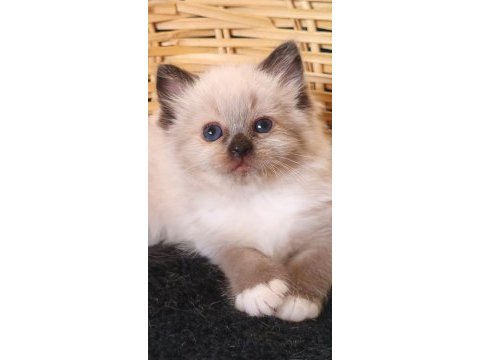 Harika ragdoll pandam