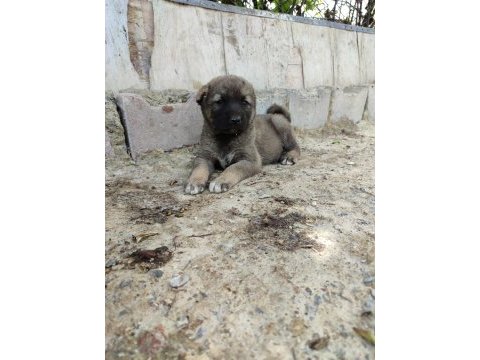 Şampiyon kangal yavruları ilk defa sahnede