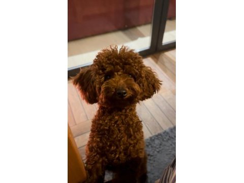 Kore poodle bebekler