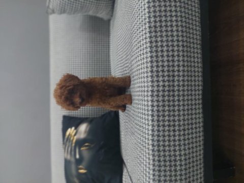 Toy poodle köpeğimiz