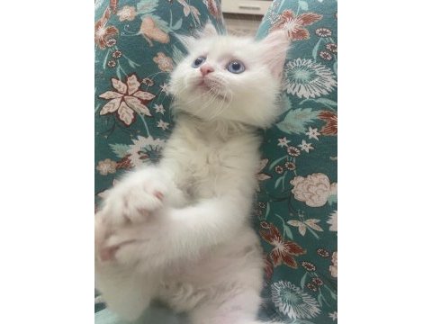 2.5 aylık erkek beyaz yavru british shorthair