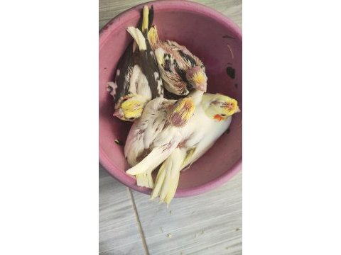 Eğitmelik sultan papağanı bebekler