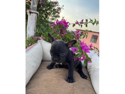Uygun puanlı french bulldog